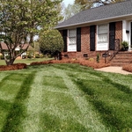 STRIPED AND PINE NEEDLES
