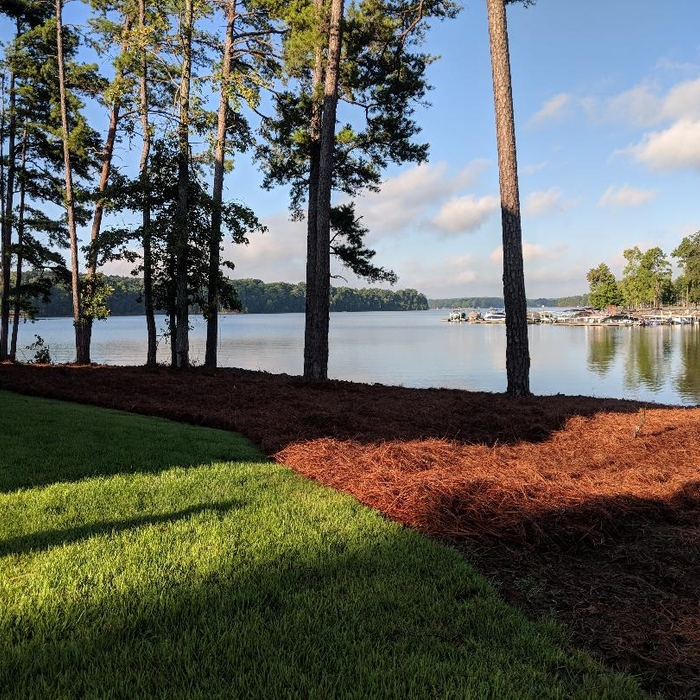 PINE NEEDLES LAKE WYLIE