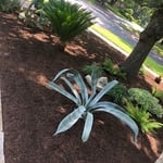 Tarrytown mulch flower beds