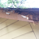 Rotten Fascia
