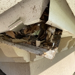 Squirrel nest in soffit