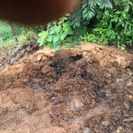 yard waste