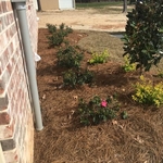Flowerbeds