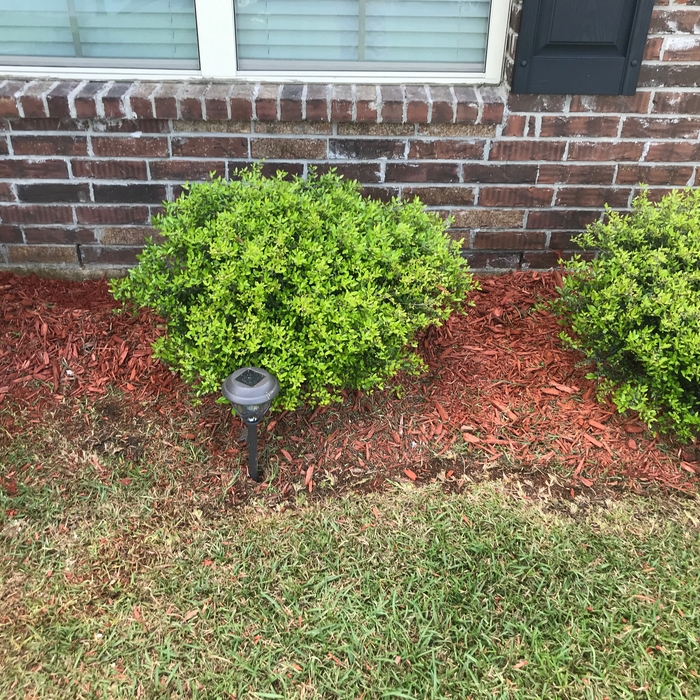 Flower Beds