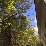 Shrub cleanup