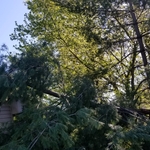Limb on home