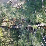 Fallen Limb