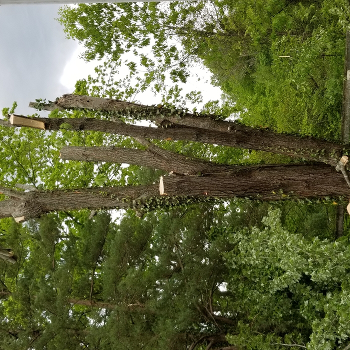 Backyard removal