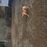 Happy Dog