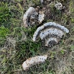 Yellow Jacket Nest