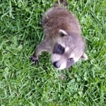Raccoon rescue