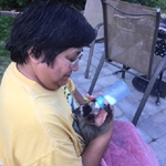 Raccoon foster