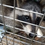 Raccoon foster
