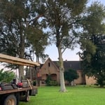Tree Trimming/Removal