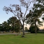 Tree Trimming/Removal