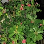 Pink Korean flower bush