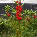 Red perennial