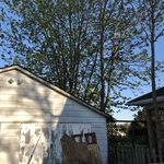 Japanese maple