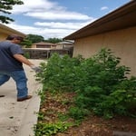 weed removal