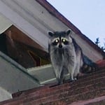 Racoons
