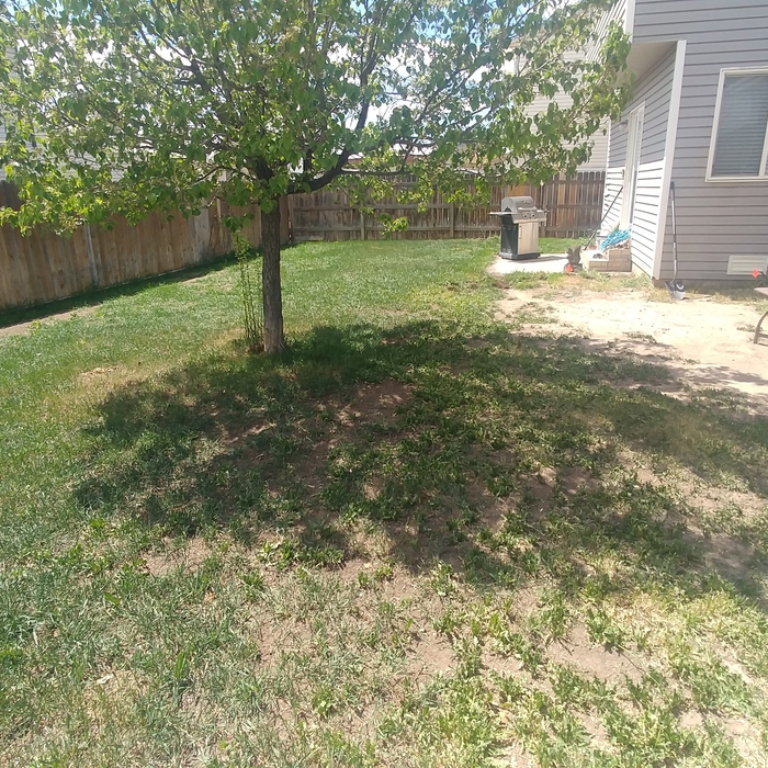 Yard, before tear out