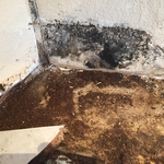 mold remediation