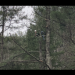 Popping the trees out to be cut