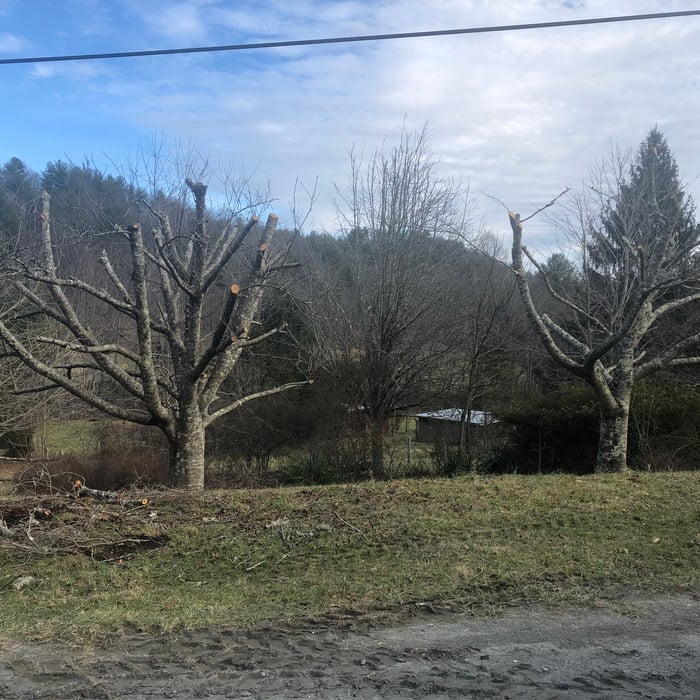 Signal tree Road