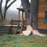 Getting Ready to fell the 106' White Pine