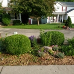 Spring trim and cleanup