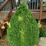 Spring trim and cleanup