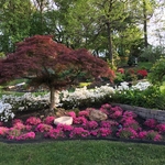Japanese Maple and flowers in bloom