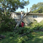 Tree Removal