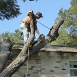 Tree Removal