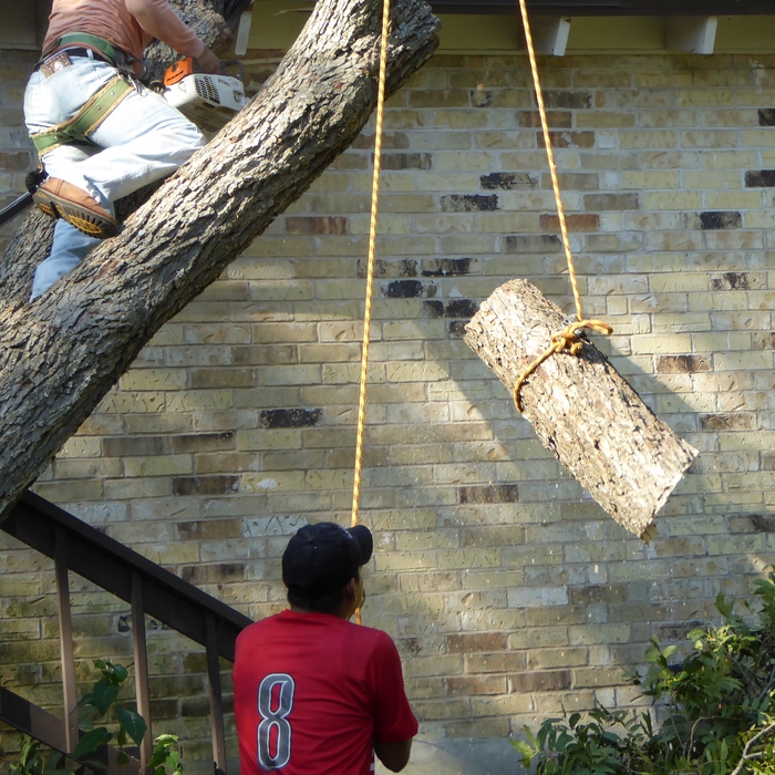 Tree Removal