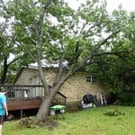 Tree Removal