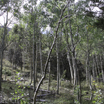 Aspen Restoration