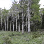 Aspen Restoration
