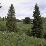 Riparian Preservation