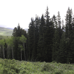 Aspen Restoration