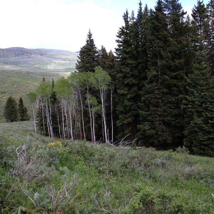 Aspen Restoration