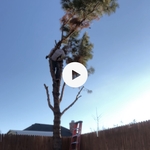Tree contracts
