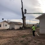 Tree contracts