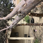Tree contracts