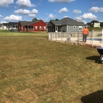 bermuda sod