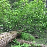 Tree Trimming