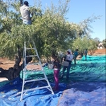 tree trimming