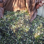 Mulch