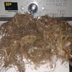 Dryer Vent Clean Out