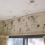 Visible mold - Kitchen